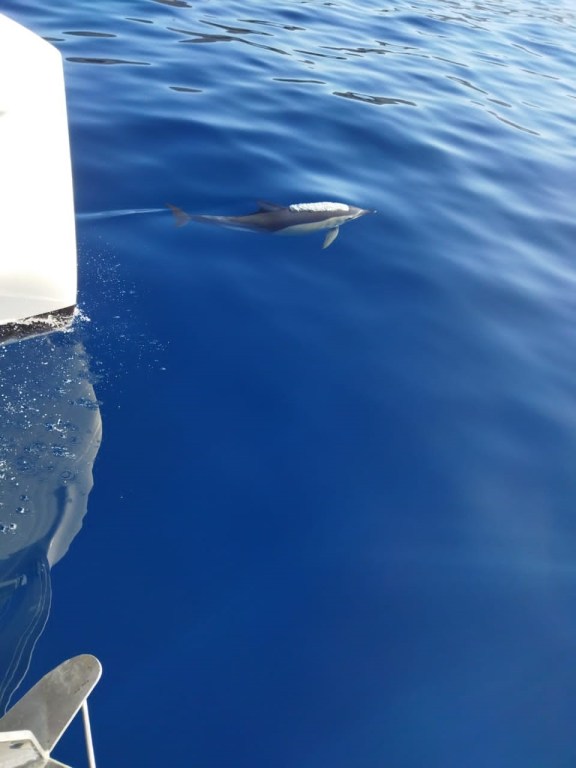 Image of White Pearl yacht #7