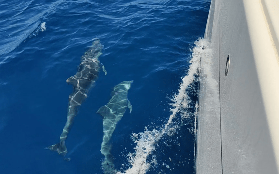 Image of Blue Swede yacht #5