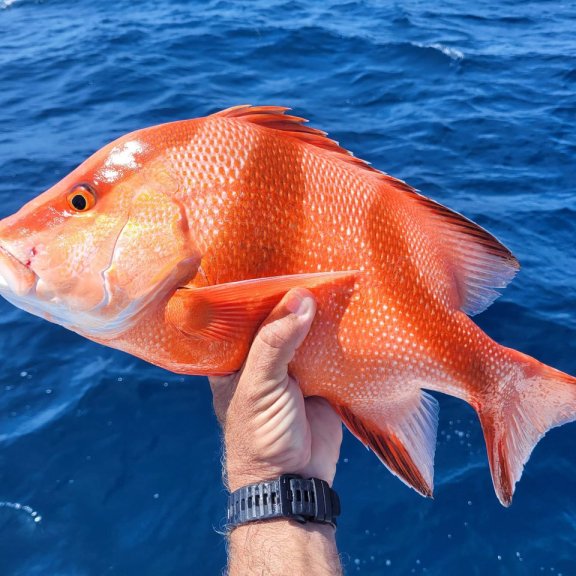 Image of Poerava yacht #31