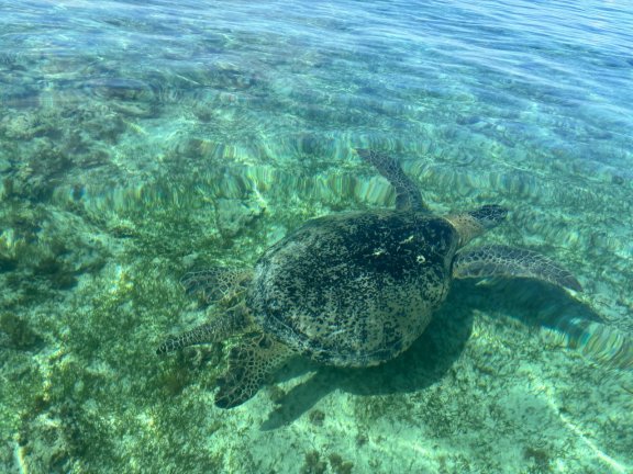 Image of Catherine yacht #14