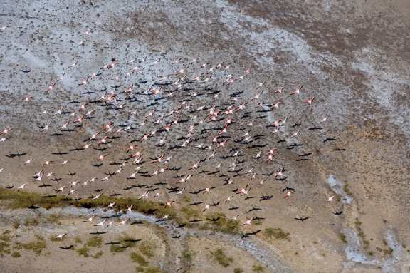 Flamingos at Anegada Island, BVI