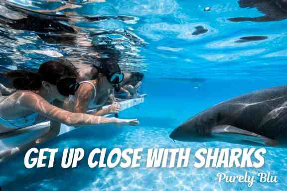 Shark encounters on Catamaran Purely Blu