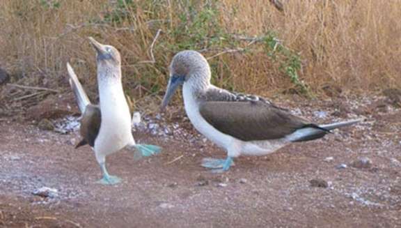 BLUE FOOTED BOOBIES