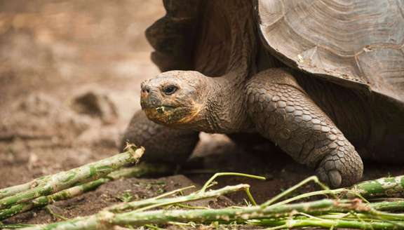 GALAPAGOS BIG TORTOISES