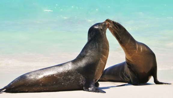 GALAPAGOS SEA LIONS