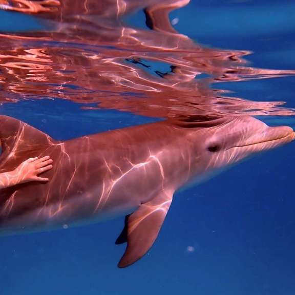 Image of DRAGONFLY yacht #15