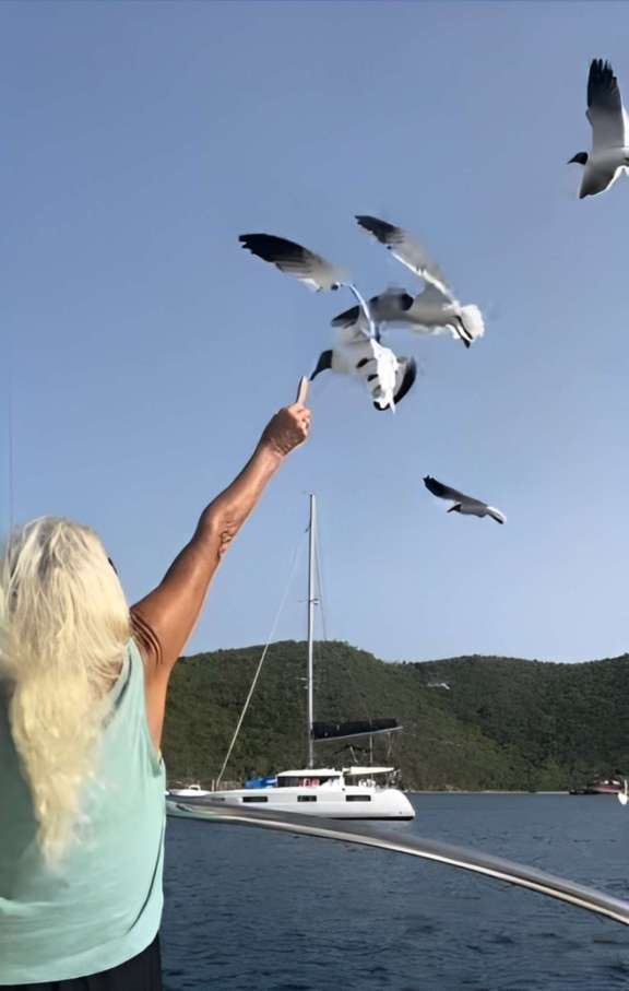 Seagulls eating our of our hand