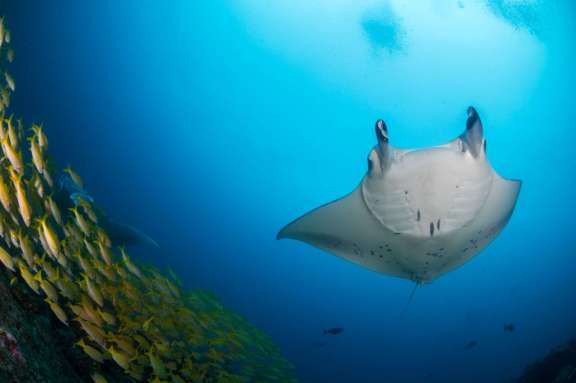 Image of WHITE PEARL yacht #10